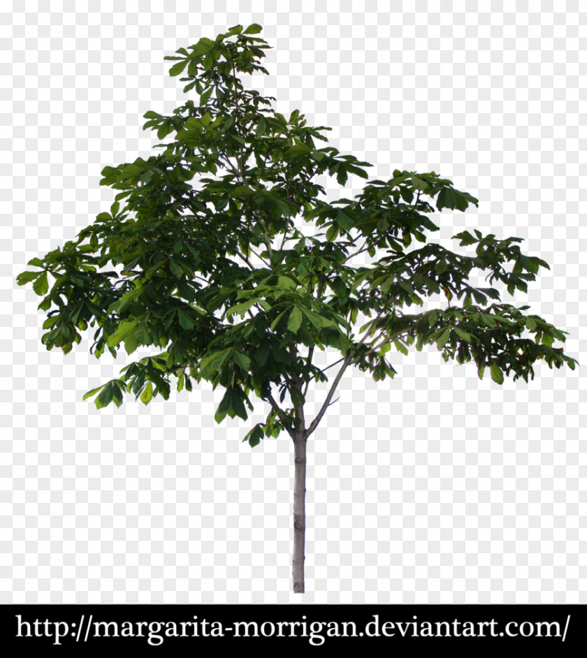 Oak Margarita Tree PNG