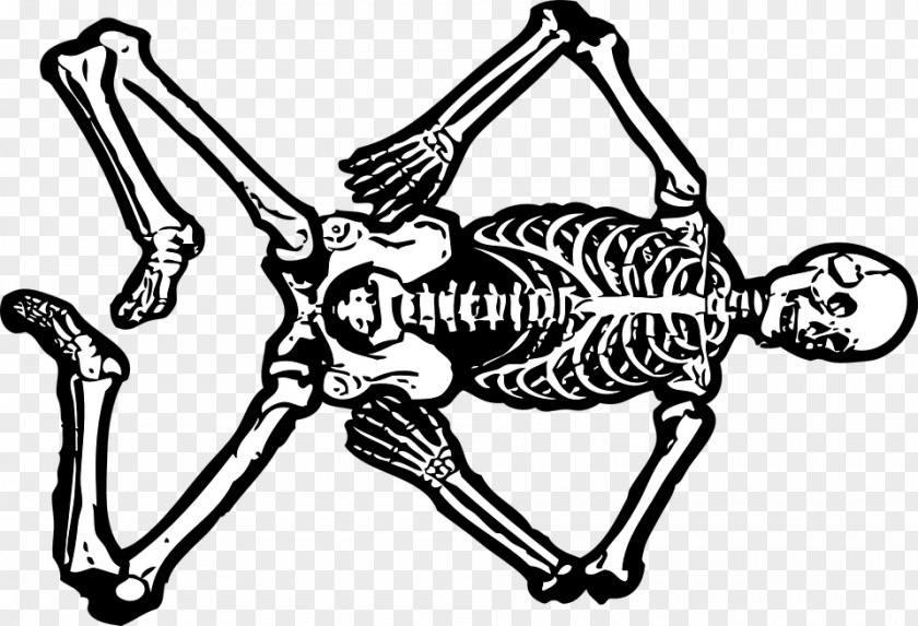 Skeleton Human Skull Clip Art PNG