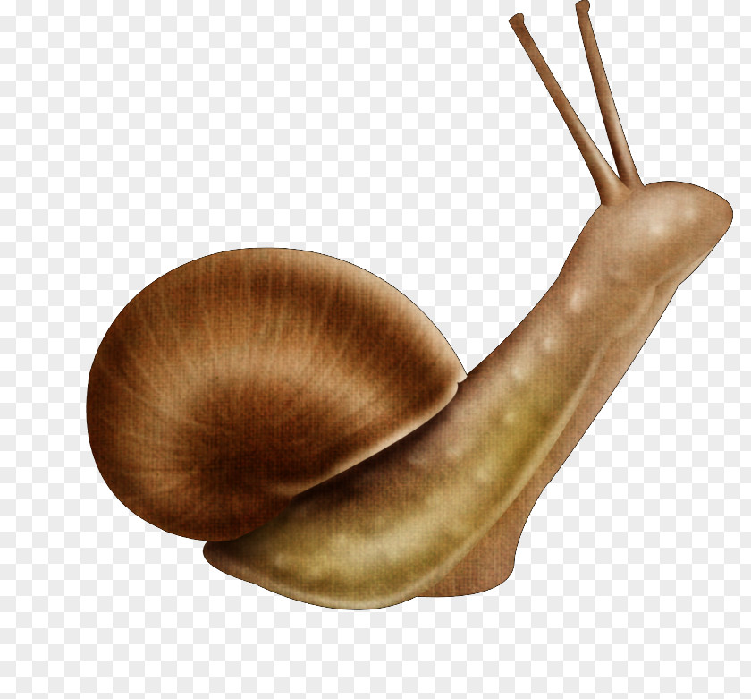 Snail Cartoon Clip Art Animal PNG