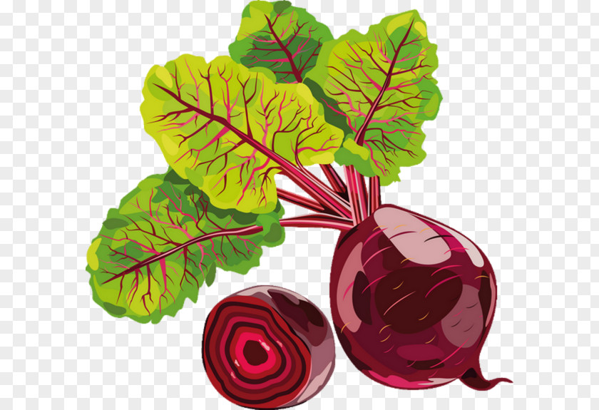 Water Color Flowers Vegetable Chard Drawing Beetroot Radish PNG
