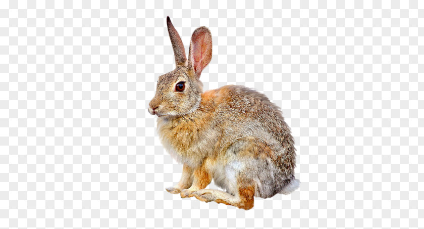 Zajaczek Domestic Rabbit European Hare Easter Bunny PNG