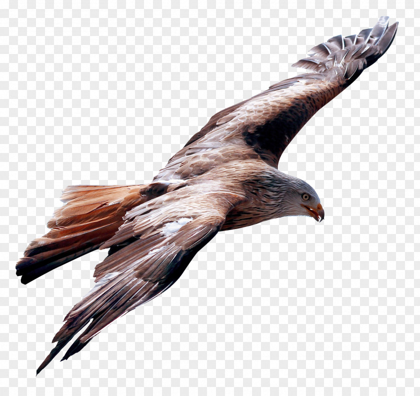 Eagle Fly Flight Bird PNG