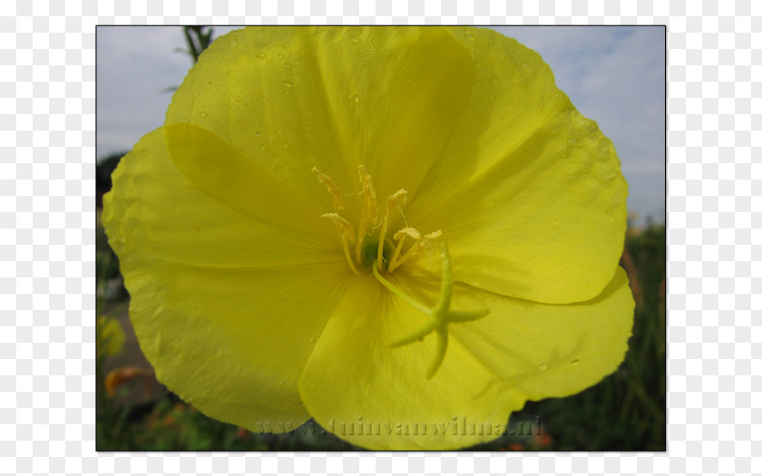 Forsythia Large-flowered Evening-primrose Missouri Evening Primrose Yellow Color Grey PNG