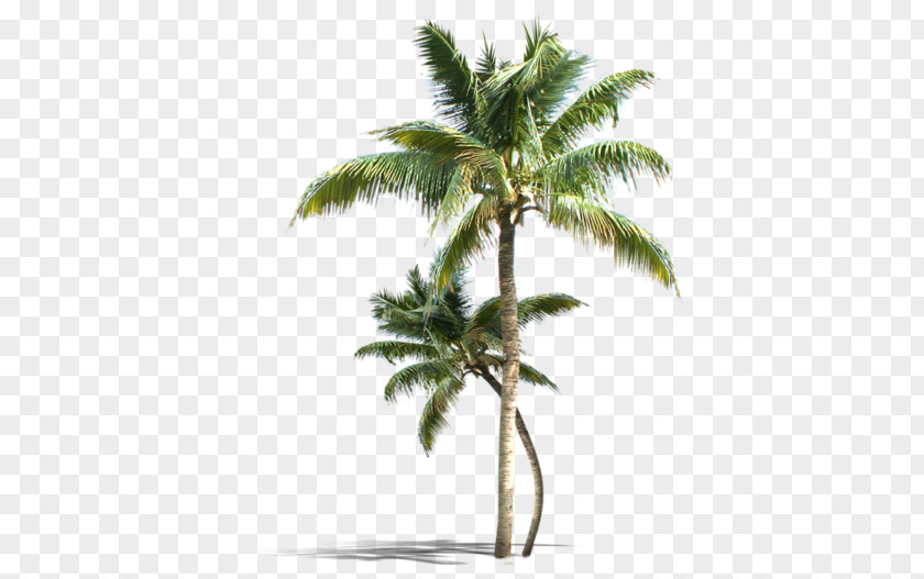 Green Coconut Trees PNG coconut trees clipart PNG