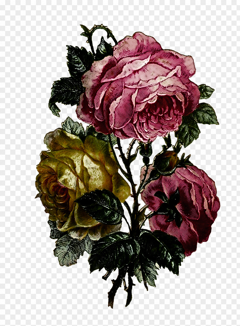 Peony Rose Garden Roses PNG