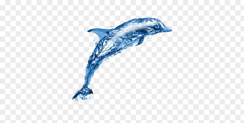 Water Dolphins PNG dolphins clipart PNG