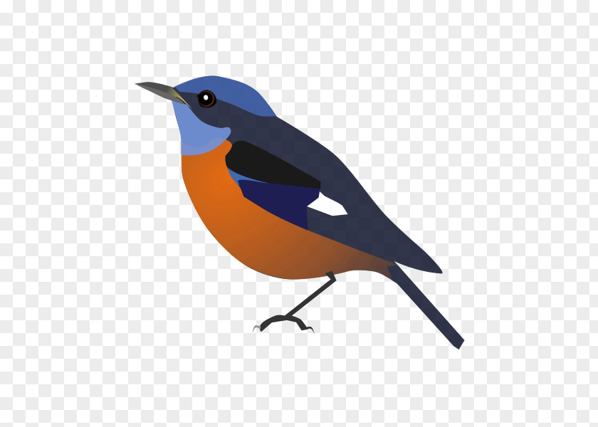 European Robin Beak PNG