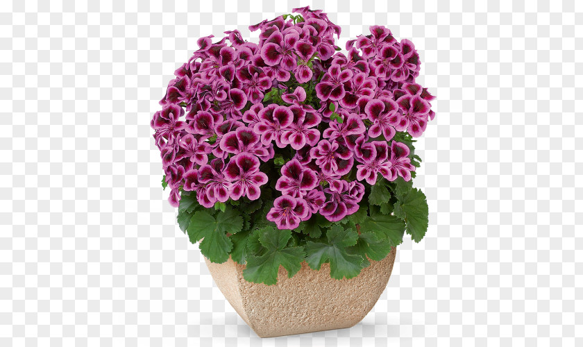 Flower Geranium Sanguineum Pelargonium Zonale Peltatum Blueberry PNG