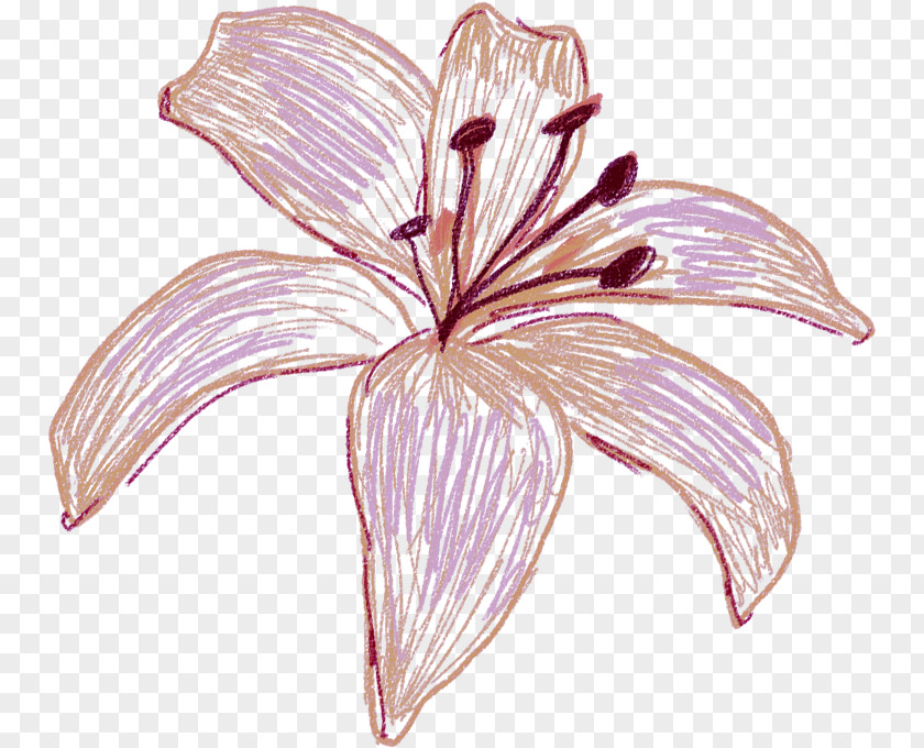 Flower Petal Plant Lily Pink PNG