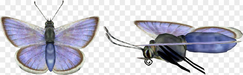 Jewellery Body Insect PNG