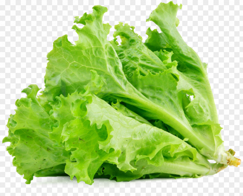 Lettuce Sandwich Butterhead Vegetable Salad Food PNG