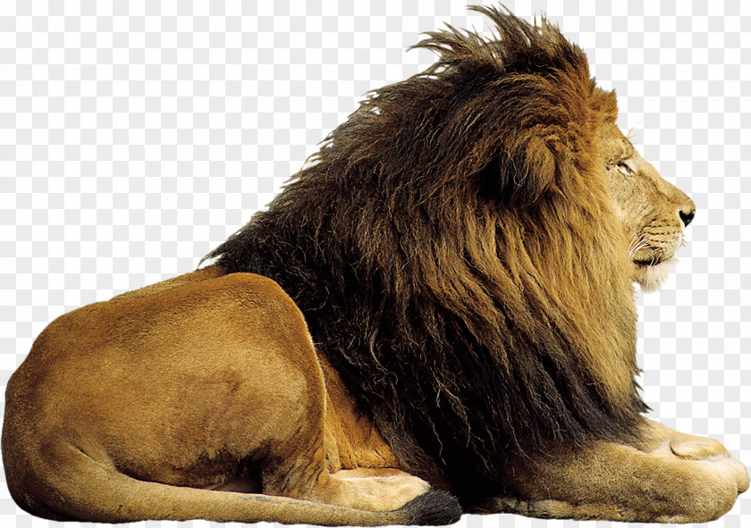 Lion Drawing Felidae Clip Art PNG