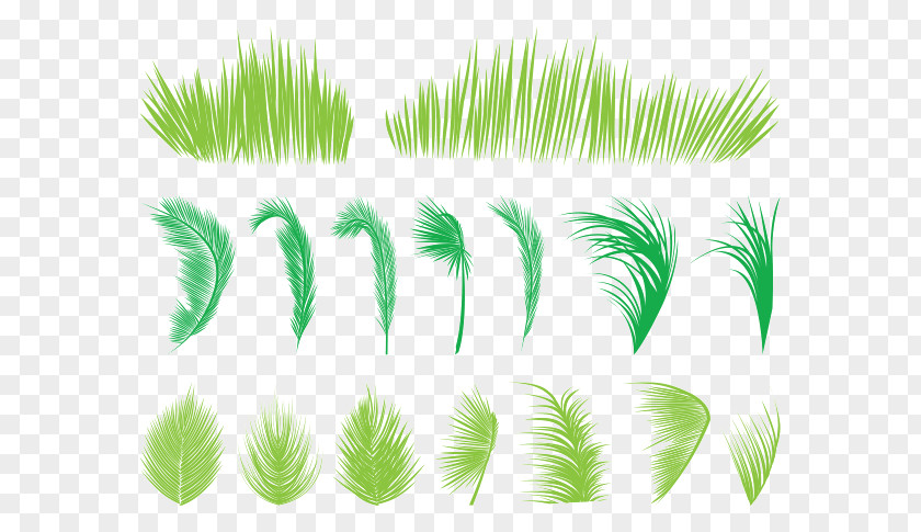 Palm Leaves And Grass Leaf Arecaceae Branch Tree PNG
