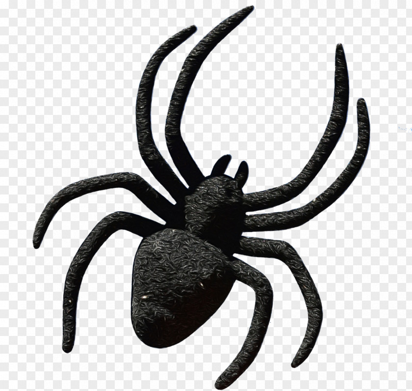 Spider Insect Arachnid Pest Orb-weaver PNG