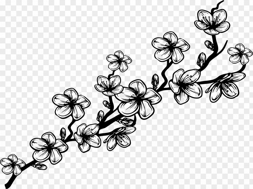 Blossom Branch Drawing Clip Art PNG