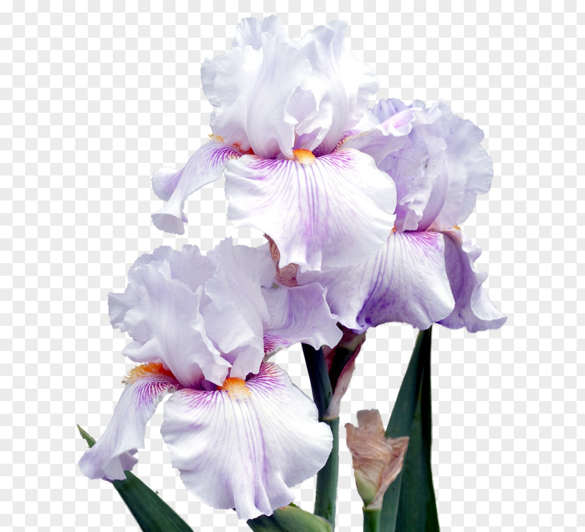 Flower Irises Cut Flowers Plant Petal PNG
