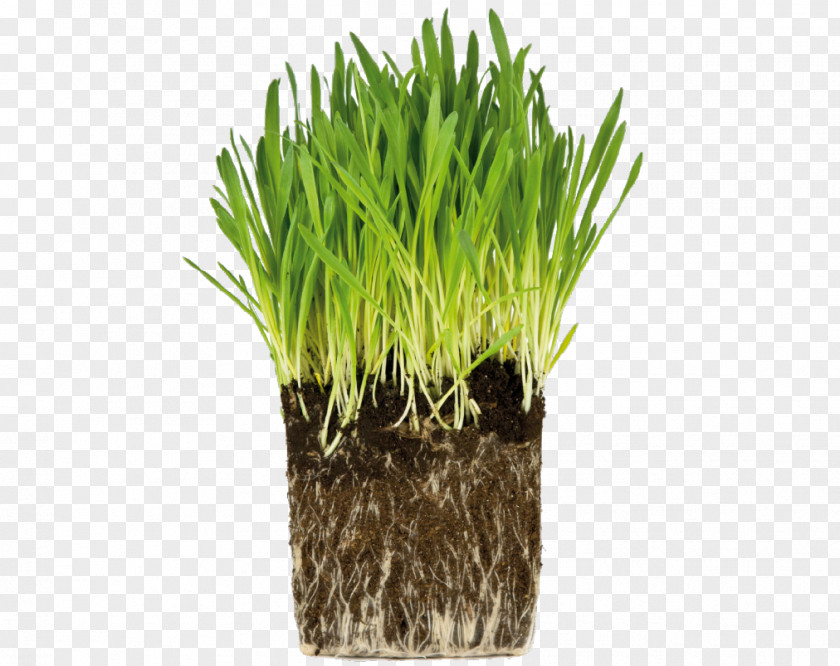 Grass Sabze Royalty-free Root PNG