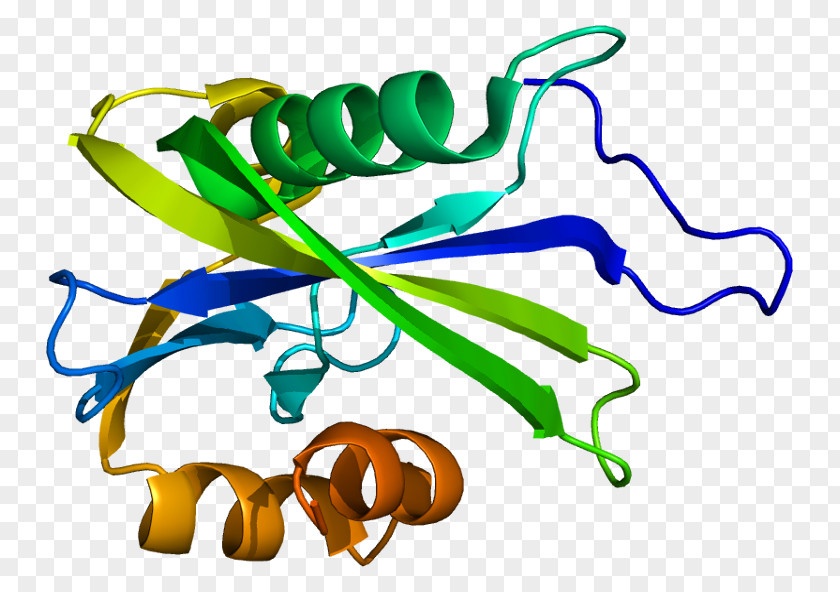 NUDT3 Nudix Hydrolase Nucleoside-diphosphatase Protein NUDT15 PNG