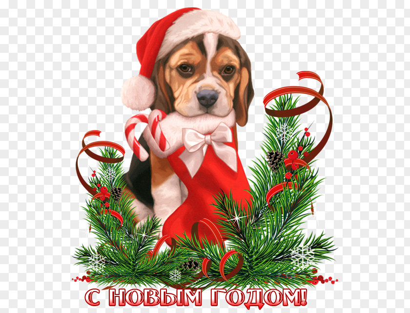 Puppy Beagle Dog Breed Companion 0 PNG