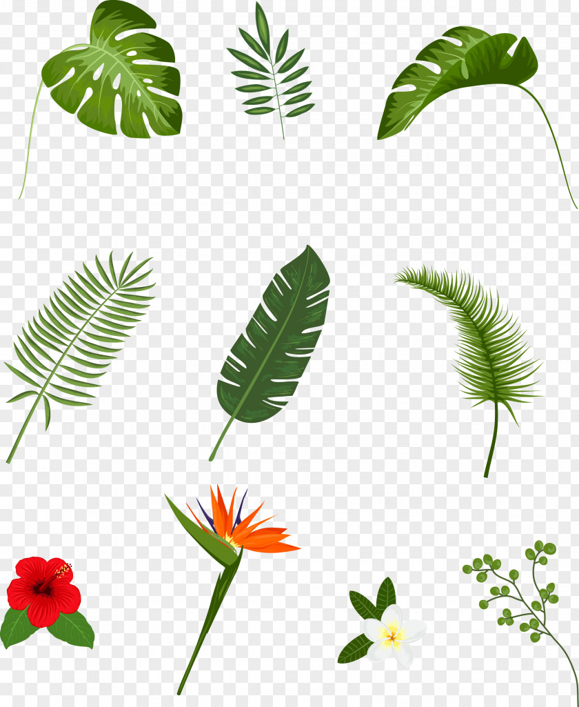 Vector Hand-painted Leaves Leaf Tropics Plant Euclidean PNG