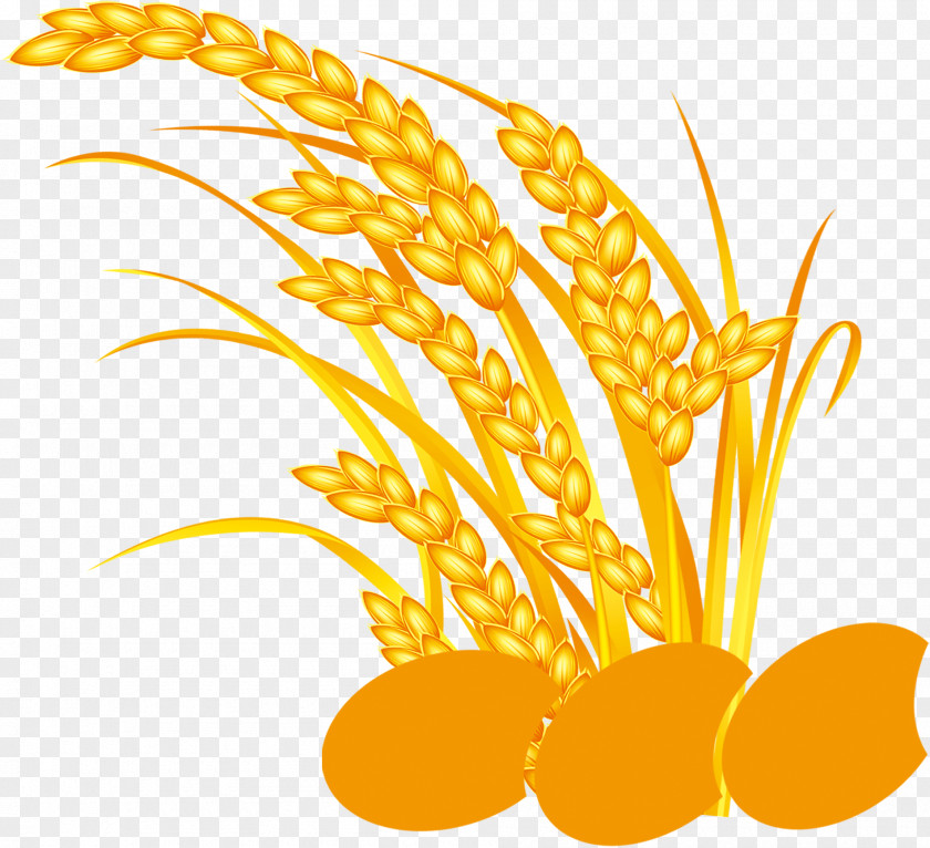 Yellow Rice, Taobao Material, Valley Rice Download Five Grains PNG