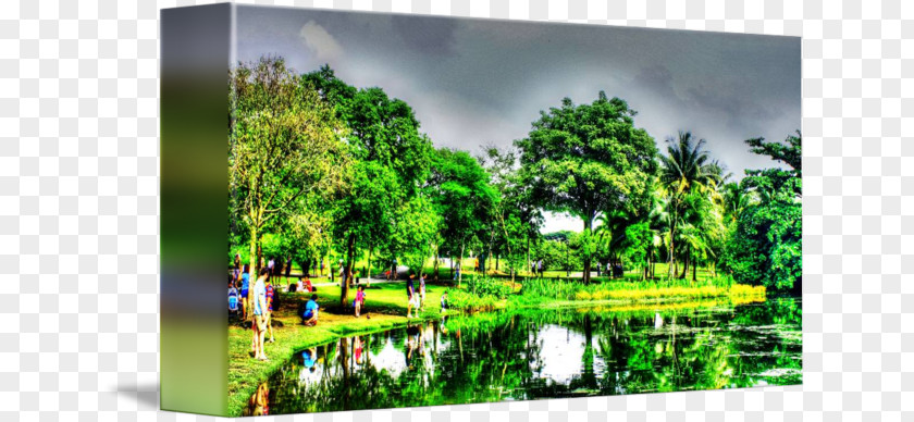 Botanical Garden Water Resources Wetland Ecosystem Pond Vegetation PNG