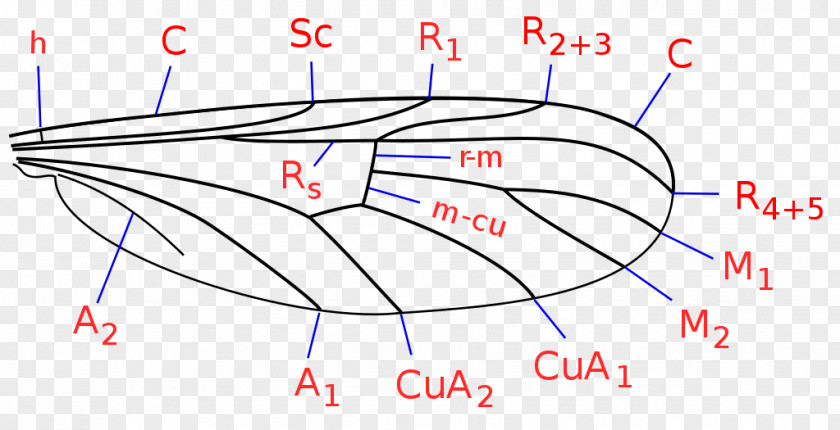 Fly Anisopodidae Gnat Family /m/02csf PNG