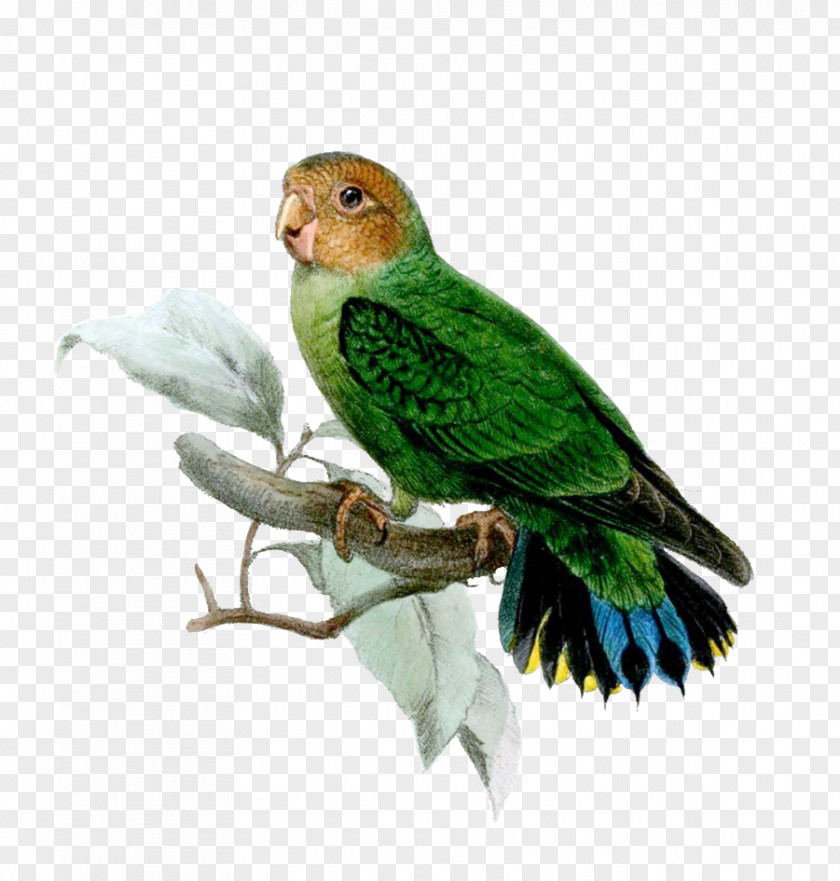 Parrot Buff-faced Pygmy Bird Geelvink Finsch's PNG