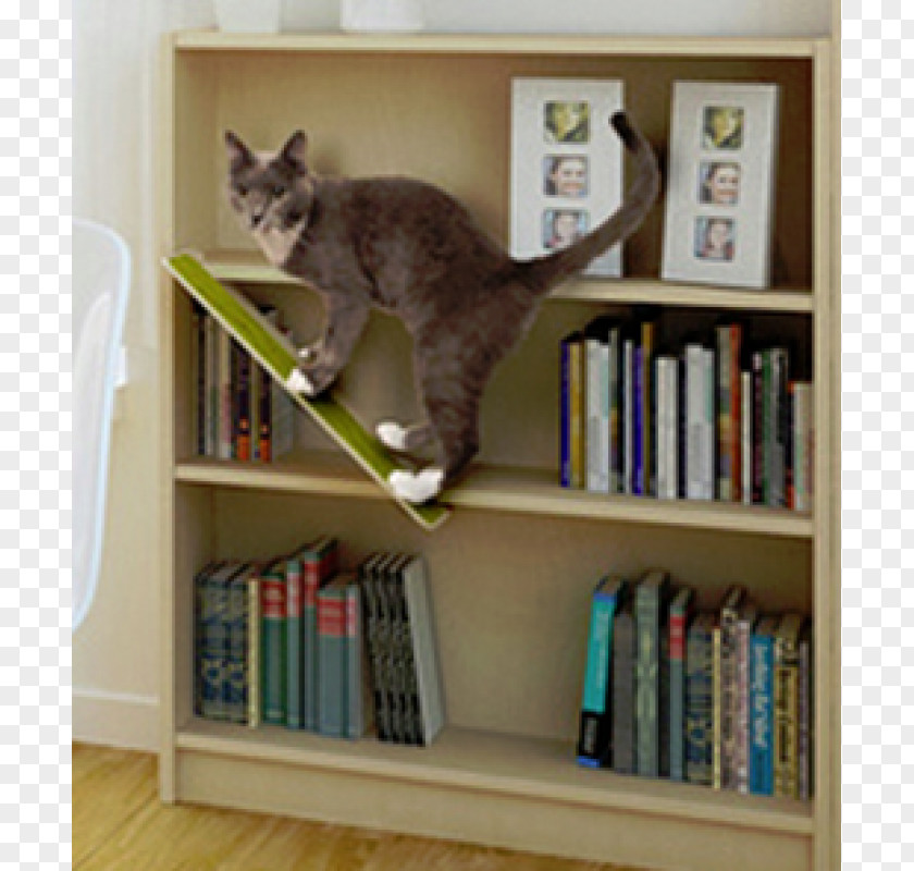 Santa Monica Cat Shelf Bookcase Window Library PNG