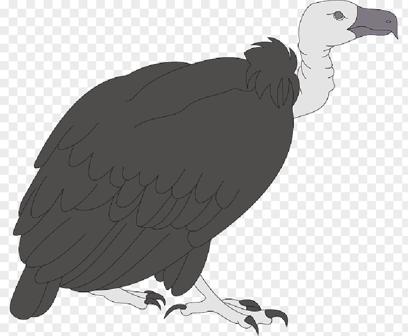 Turkey Vulture Clip Art Bird PNG