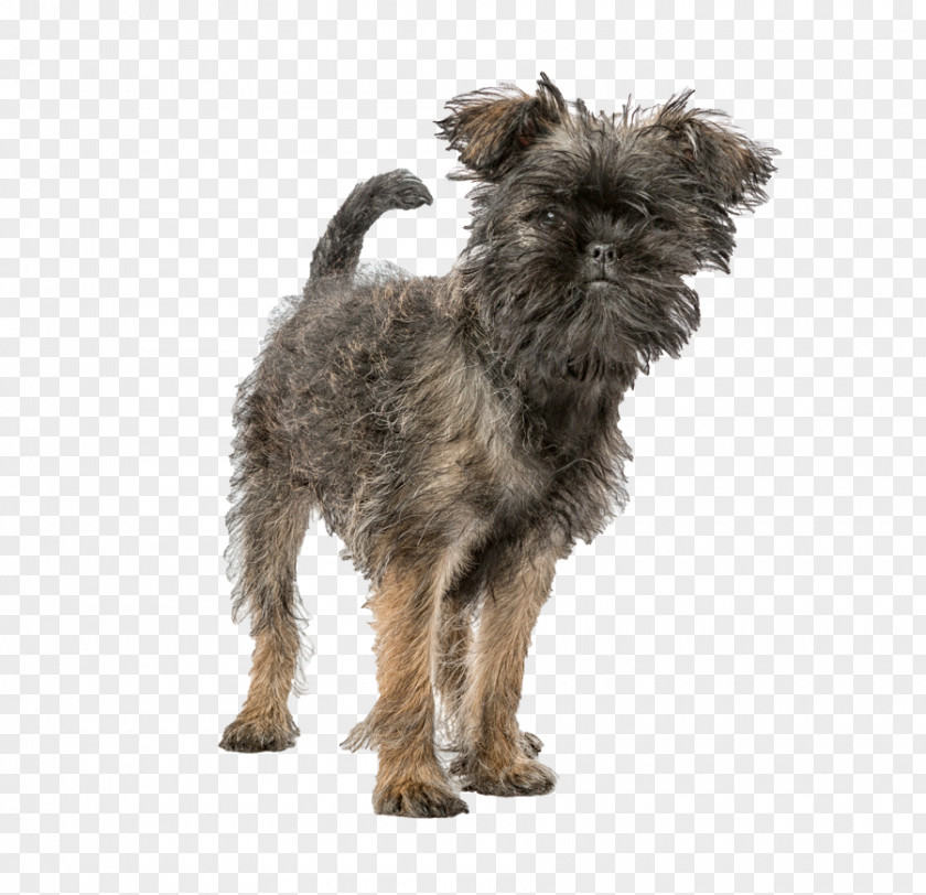 Affenpinscher Information Puppy Miniature Pinscher Dog Breed Chihuahua PNG