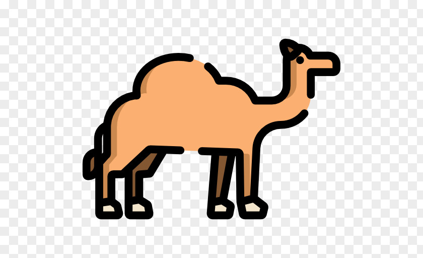 Camello Dromedary Pack Animal Infectious Disease Infection PNG
