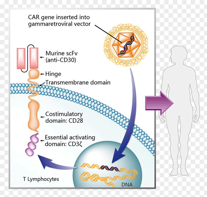 Gamma Globulin Chimeric Antigen Receptor Axicabtagene Ciloleucel Tisagenlecleucel Therapy Cancer PNG