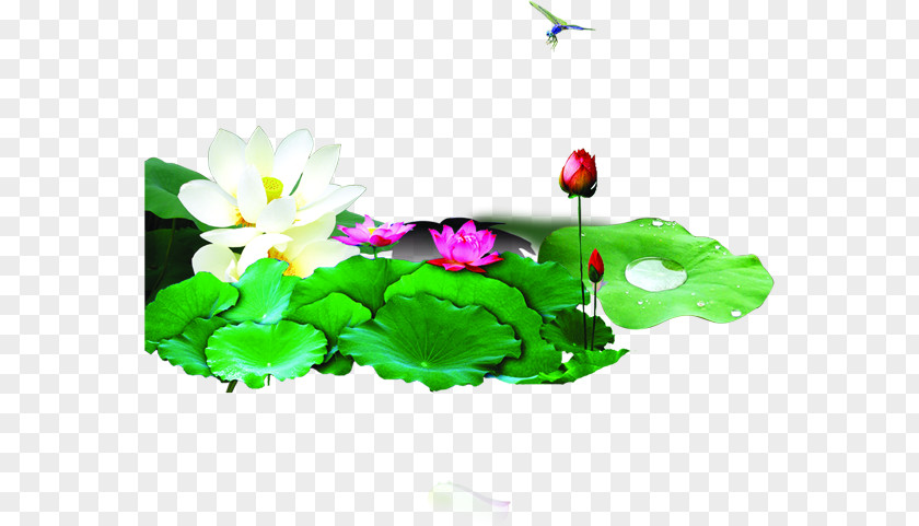 Green Lotus Nelumbo Nucifera Ink PNG