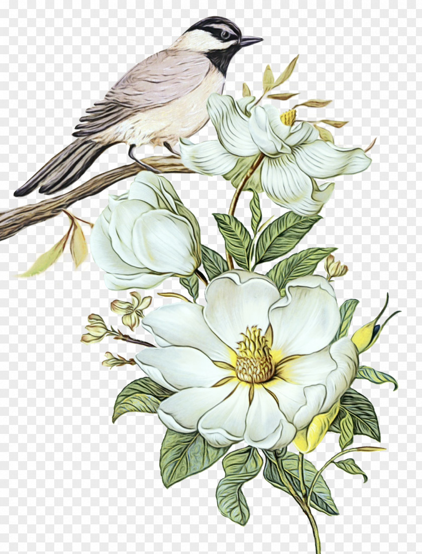 Magnolia Beak Oil Painting Flower PNG
