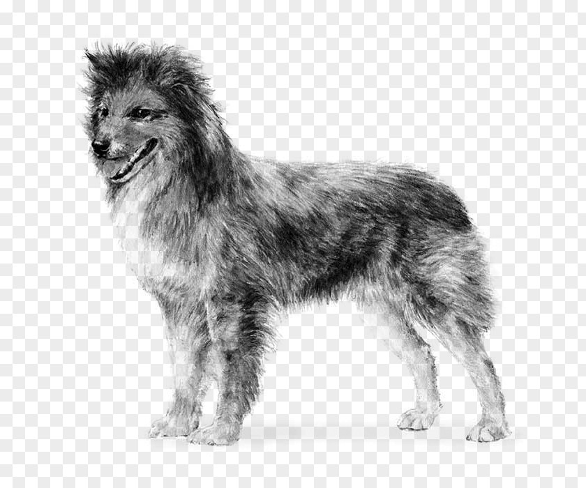 Pyrenean Shepherd Great Pyrenees German Old English Sheepdog Smooth Collie PNG