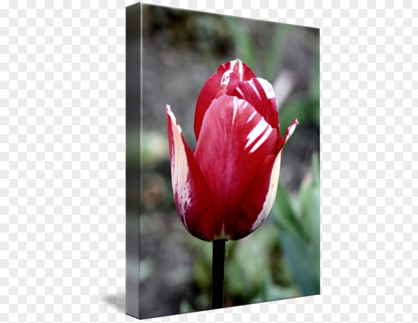 Red Tulip Petal Plant Stem Bud PNG