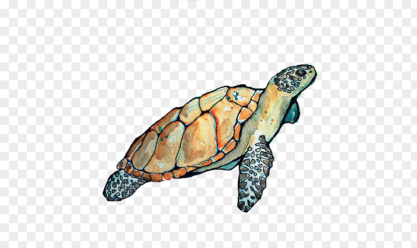Sea Turtle Clipart Loggerhead Box Turtles Tortoise PNG