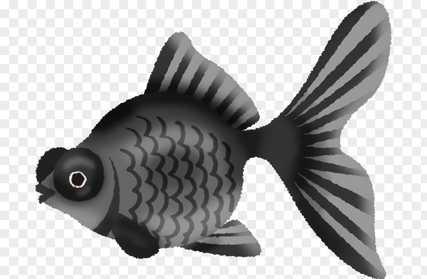 Fish Pomacentridae Animal Figure Carp PNG