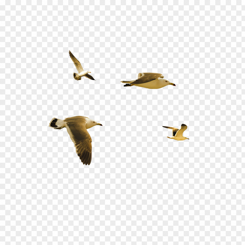Flying Bird Duck PNG