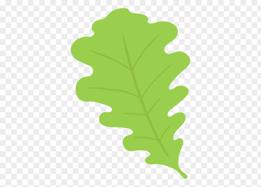 Leaf Plants Cyclobalanopsis Illustration Tree PNG