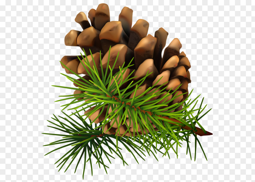 Pine Cone Conifer Clip Art PNG