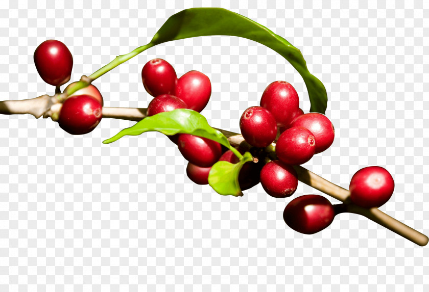 Black Beans Kona Coffee Energy Drink Arabica Fruit PNG