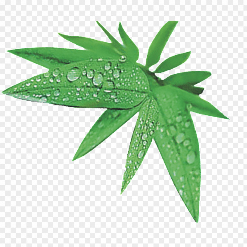 Green Bamboo Leaves Leaf Cartoon PNG