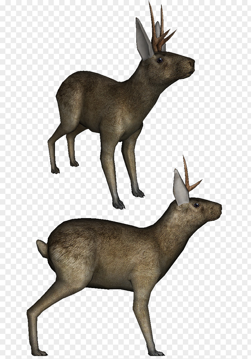 Reindeer Elk White-tailed Deer Musk PNG