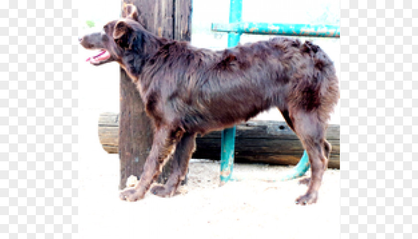 Australian Shepherd Puppy Dog Breed Rare (dog) PNG