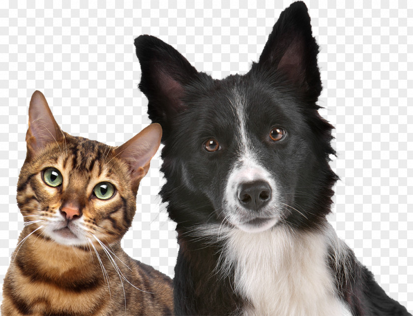 Cat Yesterday's News Litter Dog Pet Veterinarian PNG