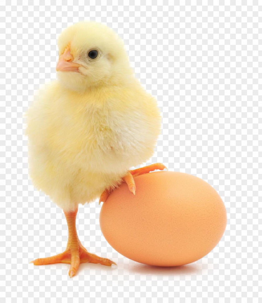 Chicken Or The Egg Broiler Organic Production PNG