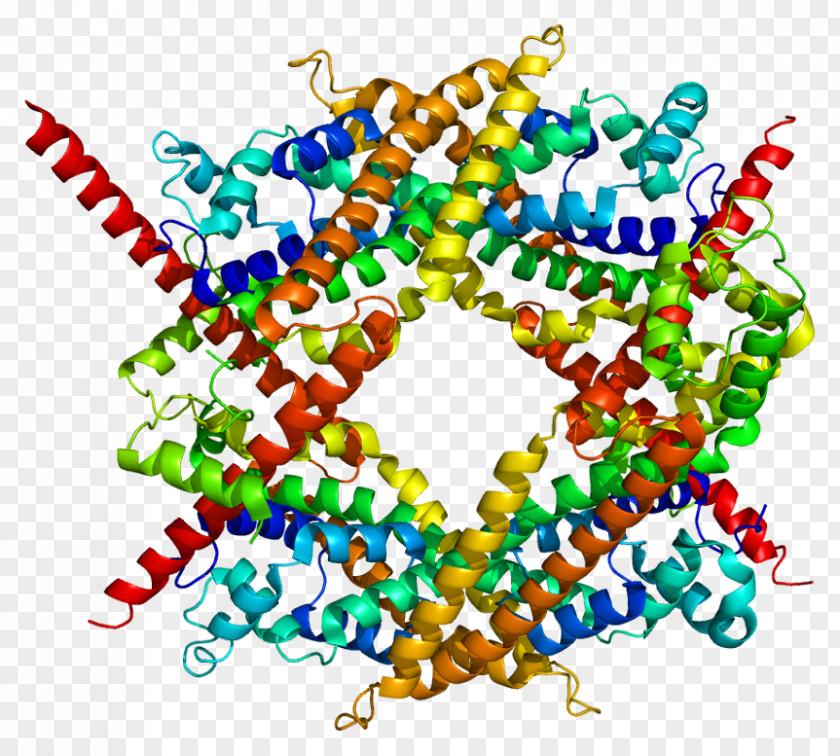 DIAPH1 Protein MDia1 Structure Gene PNG
