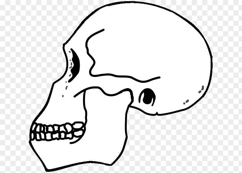 Eye Cheek Jaw Skull Clip Art PNG